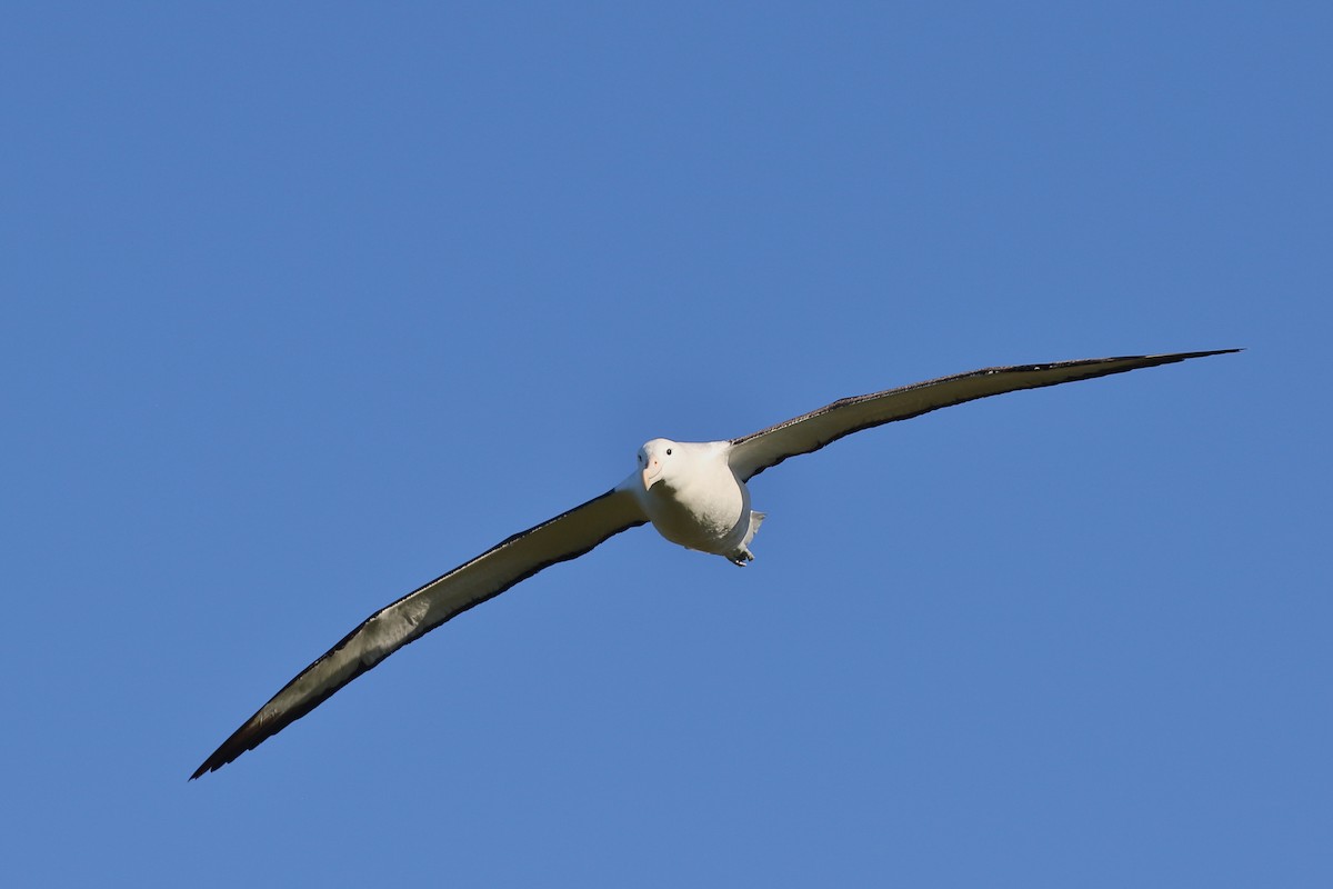 Iparraldeko albatros handia - ML646554734