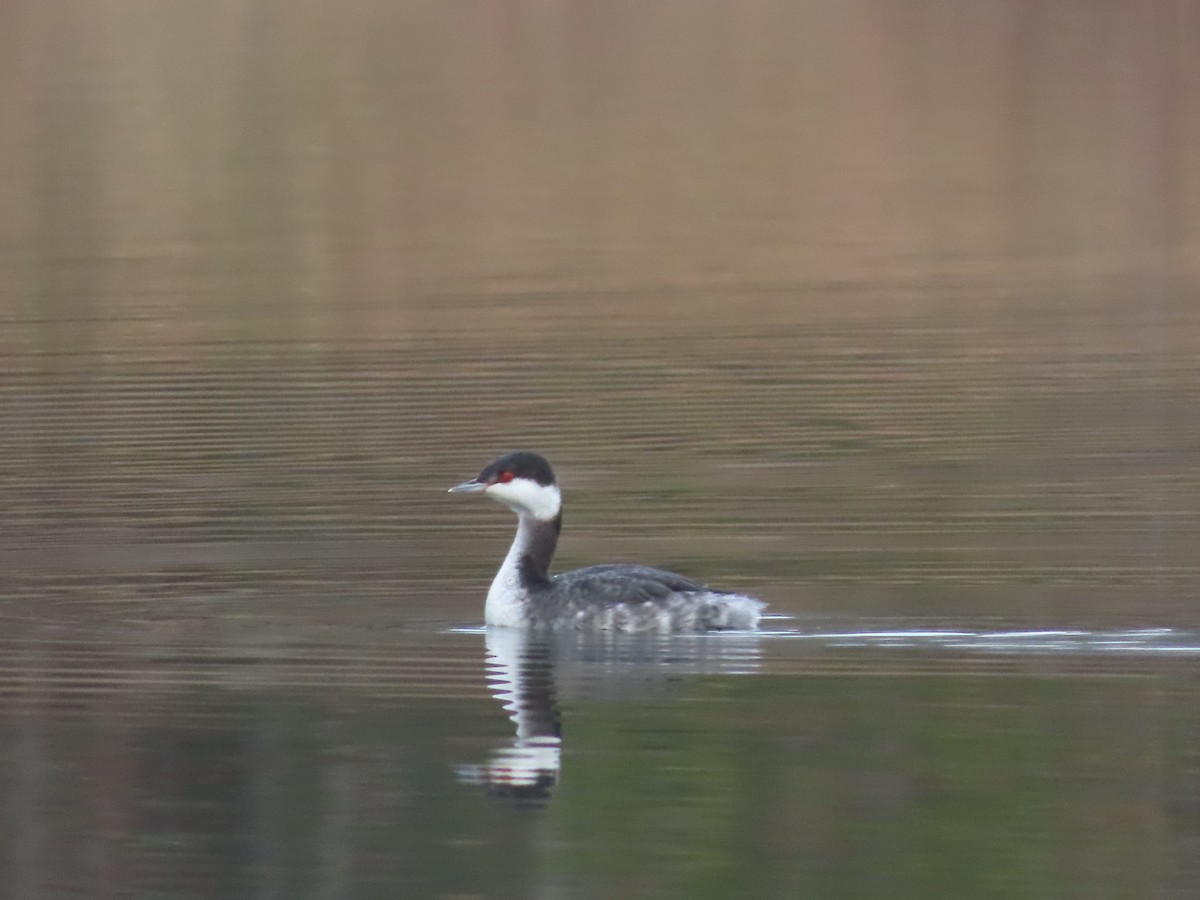 טבלן לבן-לחיים - ML646554736