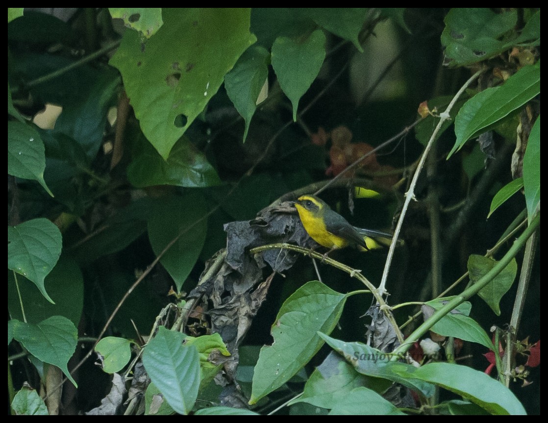 Yellow-bellied Fairy-Fantail - ML646554738