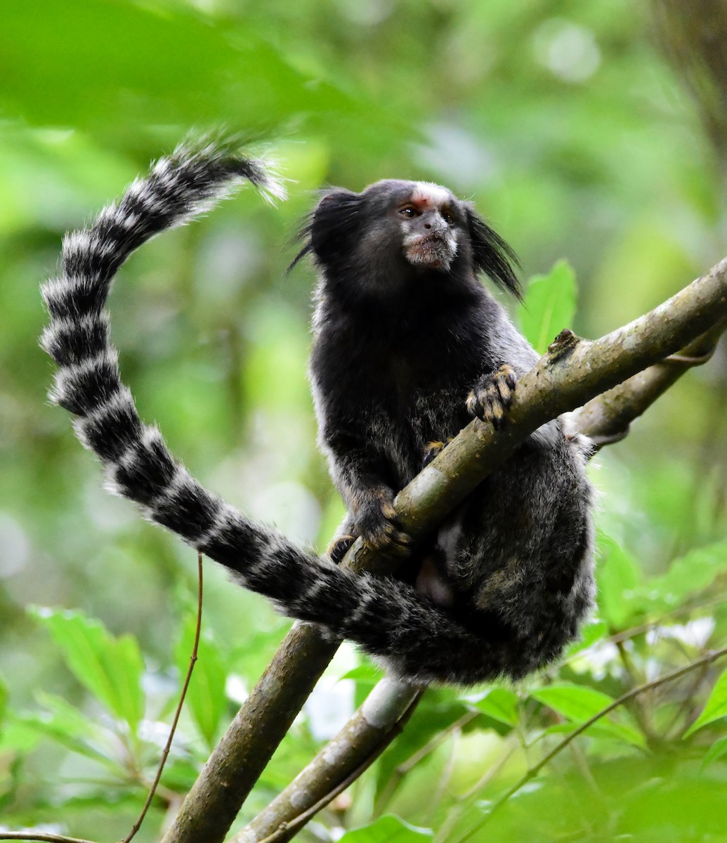 叢尾狨 - ML646554742