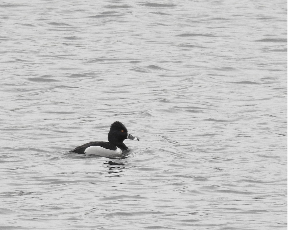 Ring-necked Duck - ML646554743
