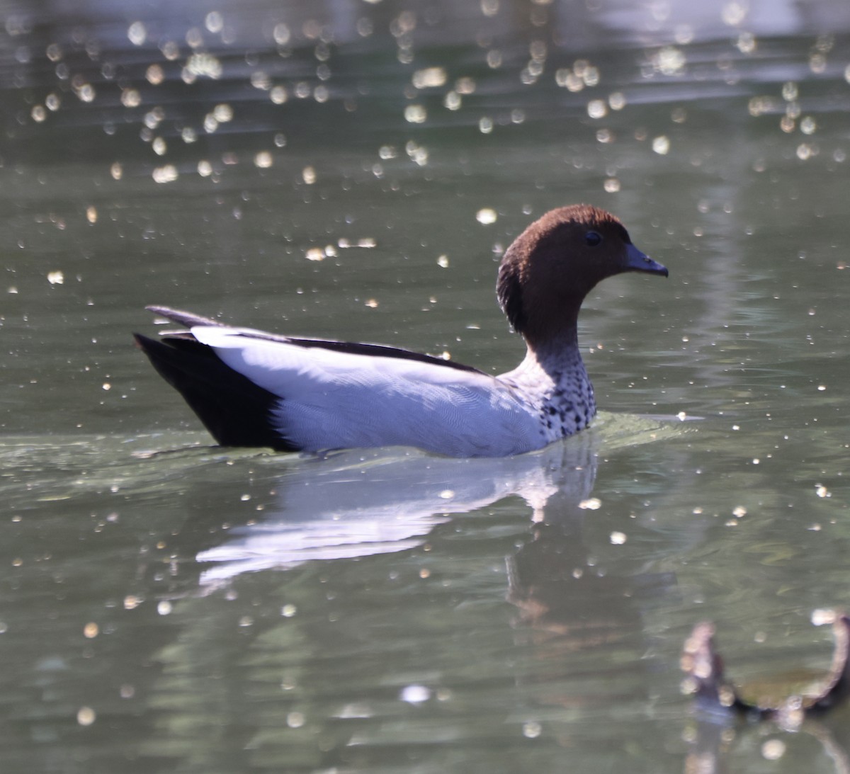 Maned Duck - ML646554744