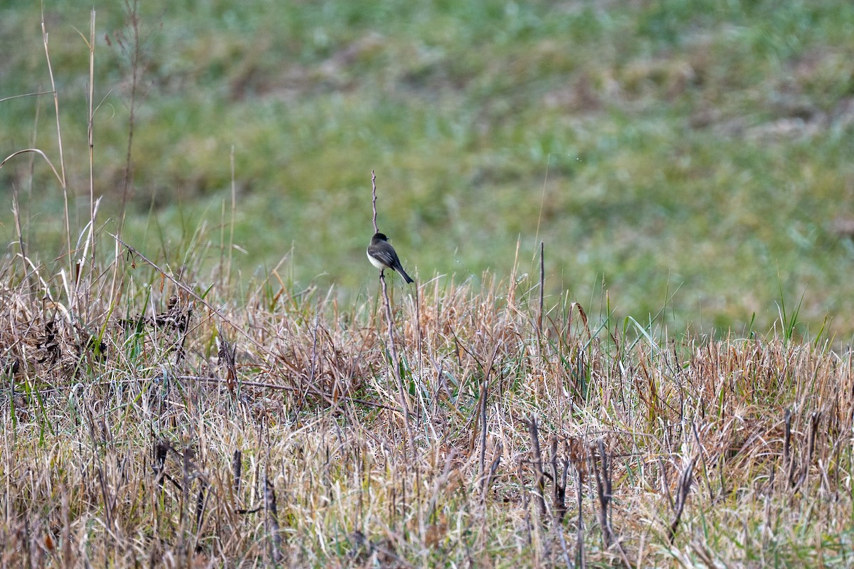 Eastern Phoebe - ML646554745