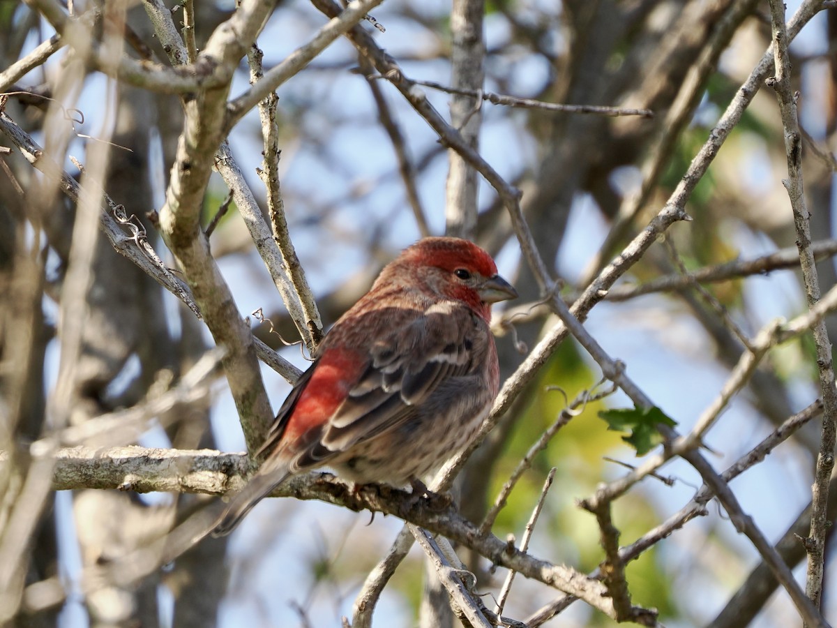 メキシコマシコ - ML646554749