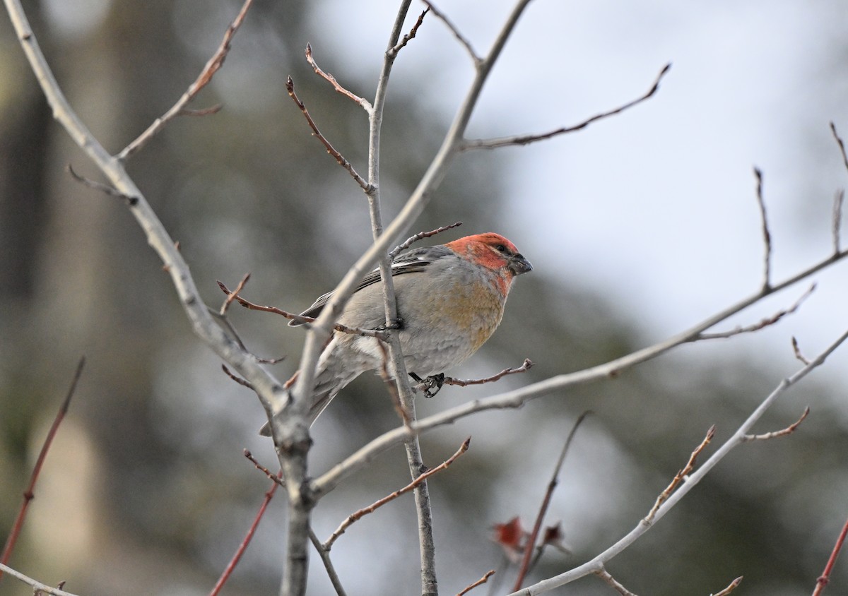 Hakengimpel - ML646554750