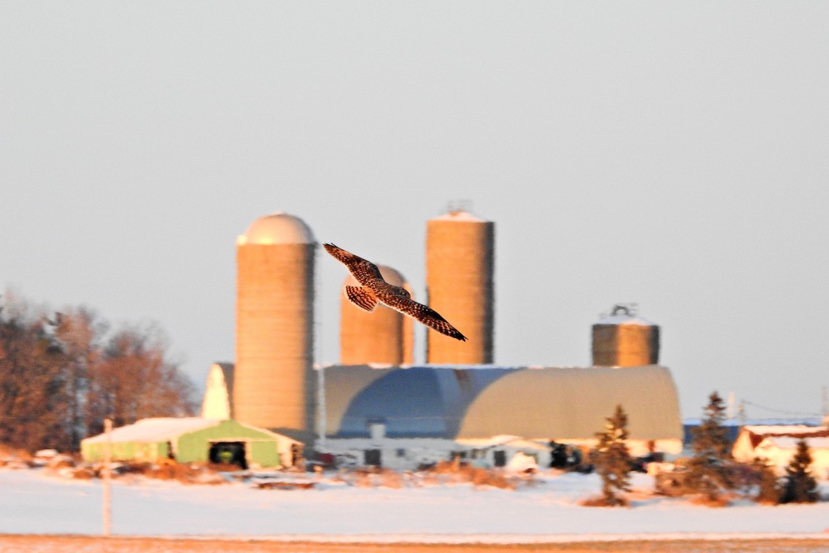 Zingira-hontza - ML646554751