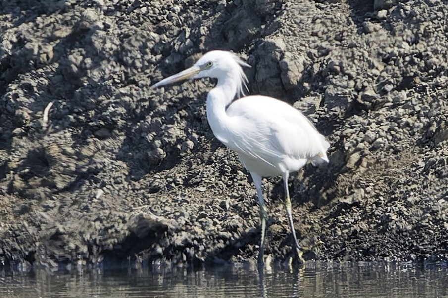 Aigrette de Chine - ML646554752