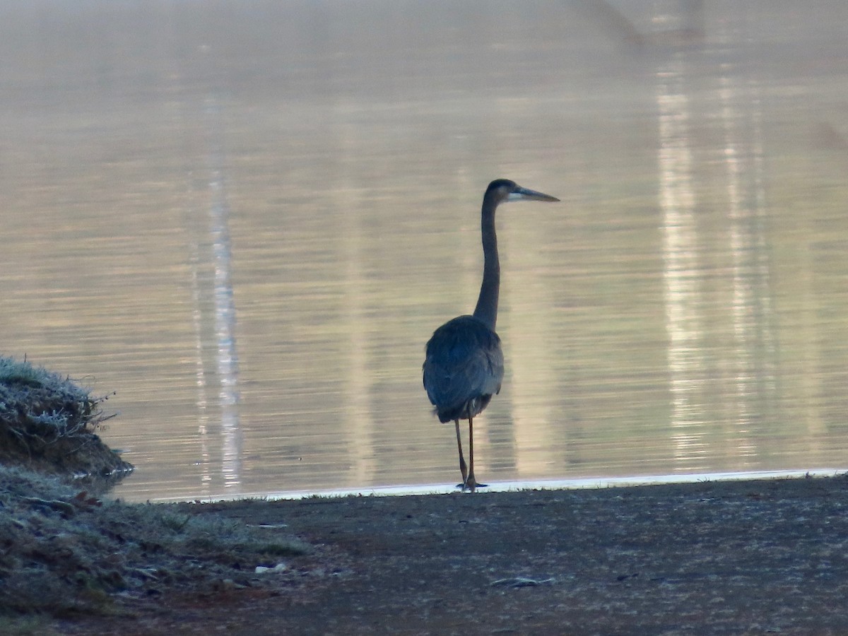 אנפה אמריקנית - ML646554756