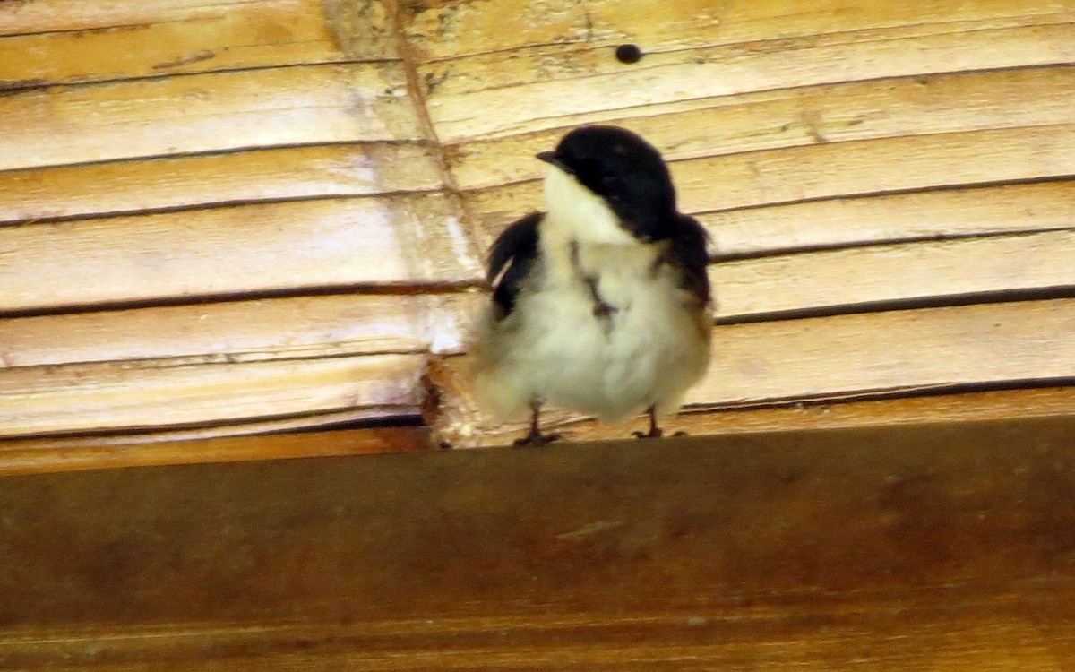 cyansvale - ML646554757