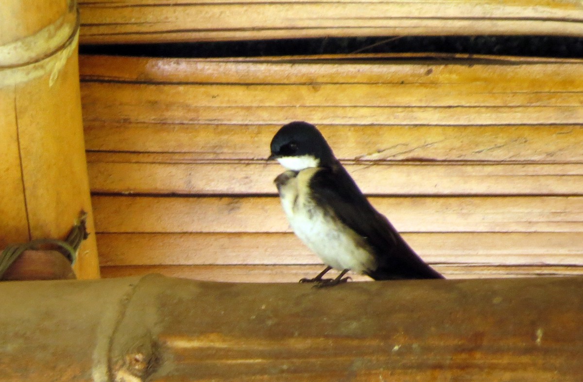 cyansvale - ML646554758