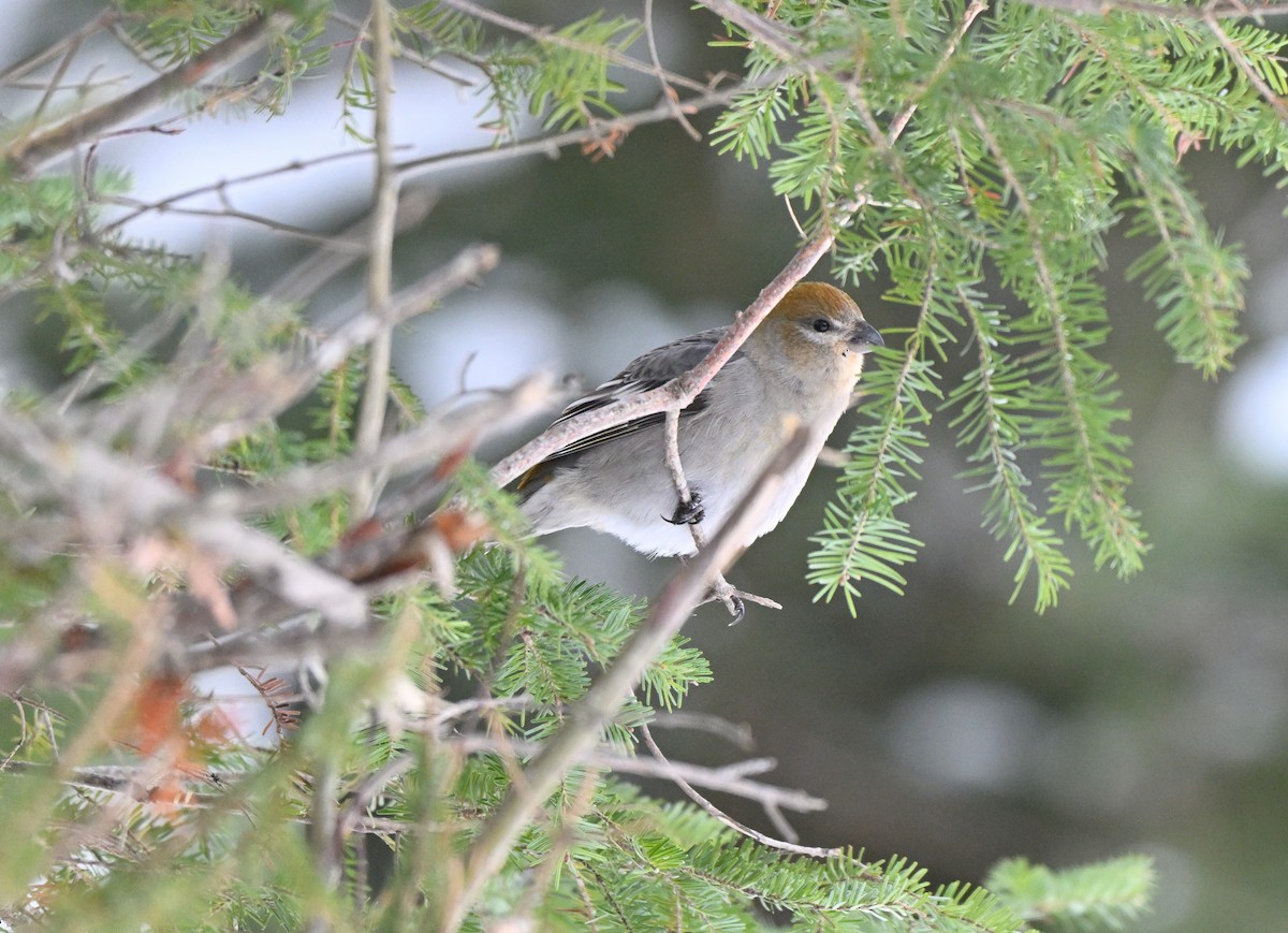 Hakengimpel - ML646554760