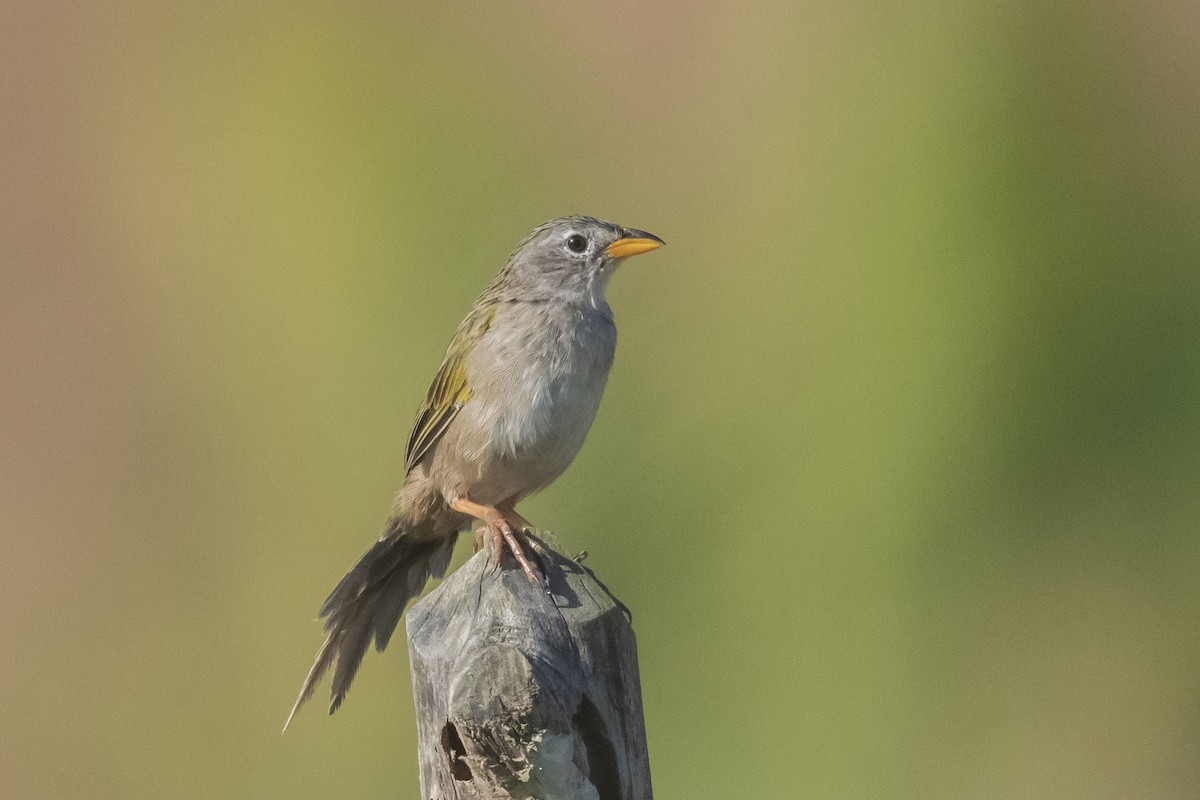 Трав’янець гострохвостий - ML646554761