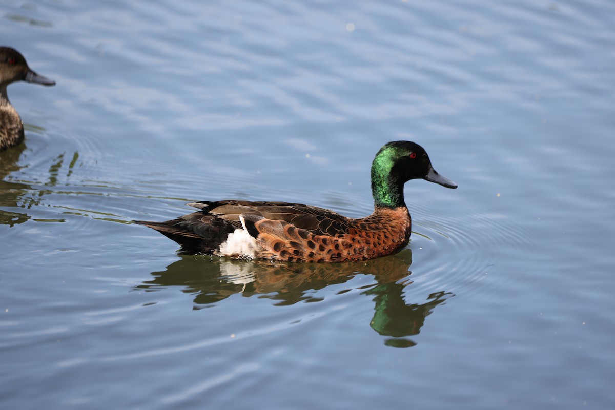 Chestnut Teal - ML646554764