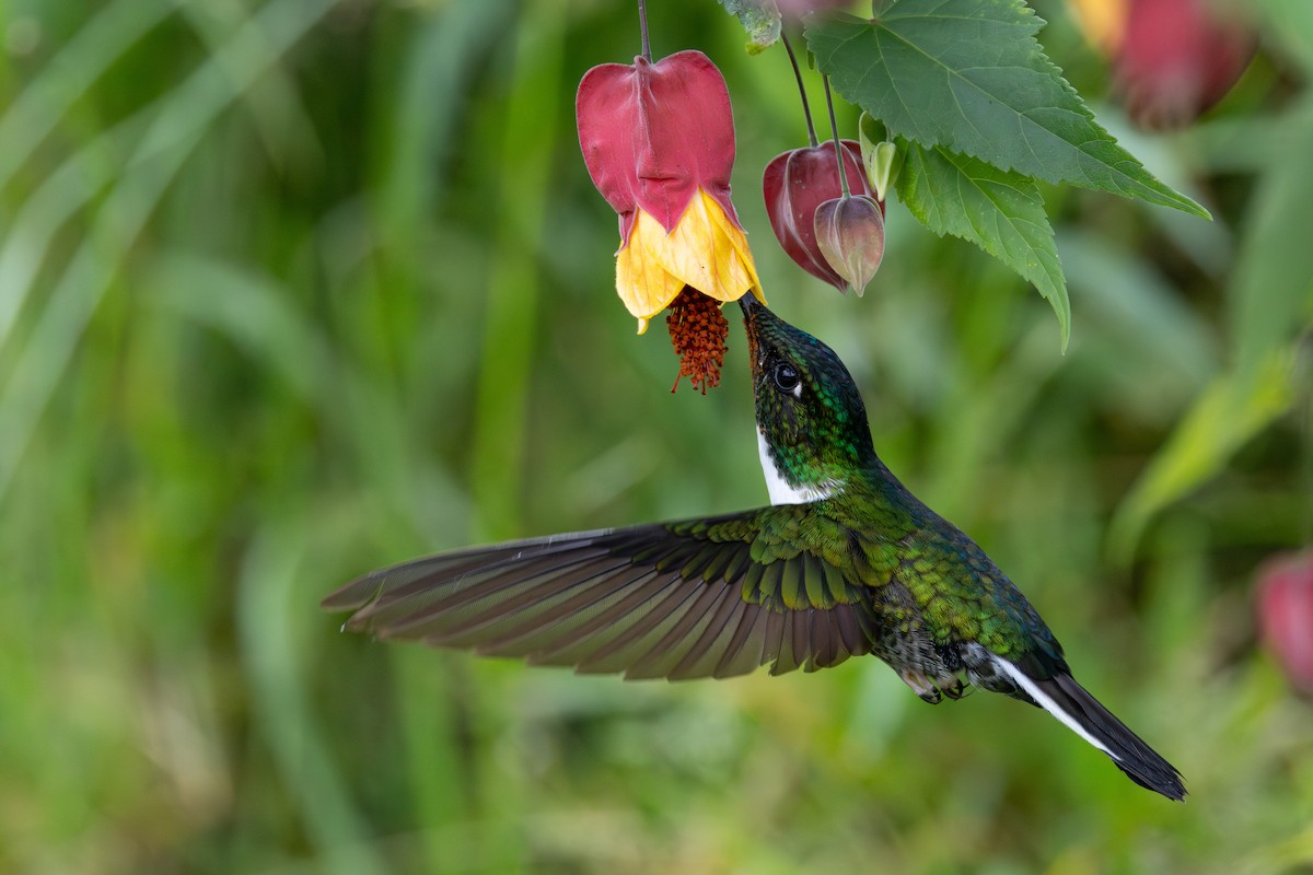 Collared Inca - ML646554765