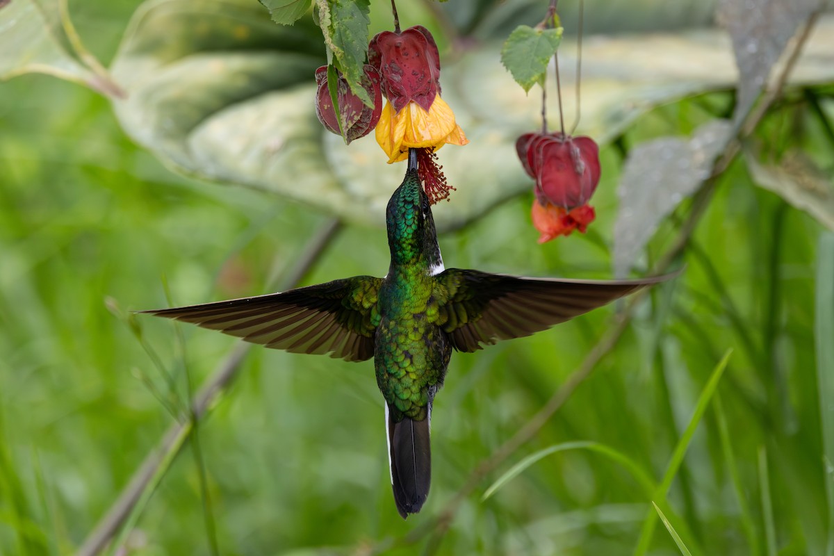 Collared Inca - ML646554766