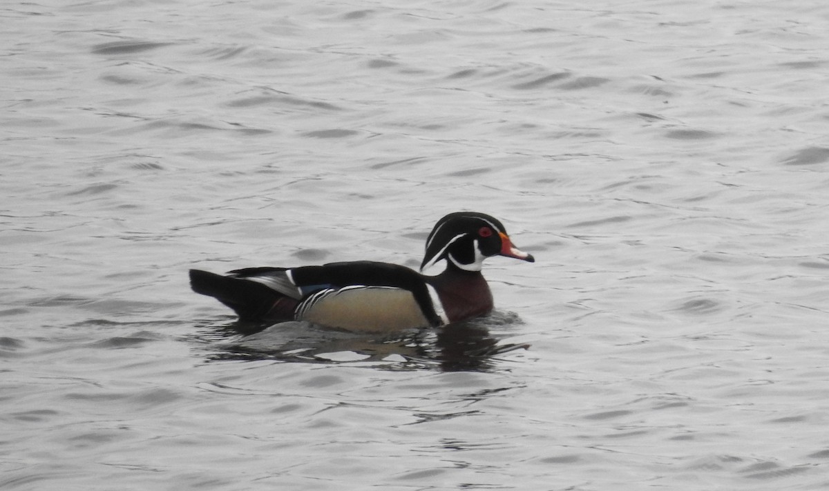 Wood Duck - ML646554771