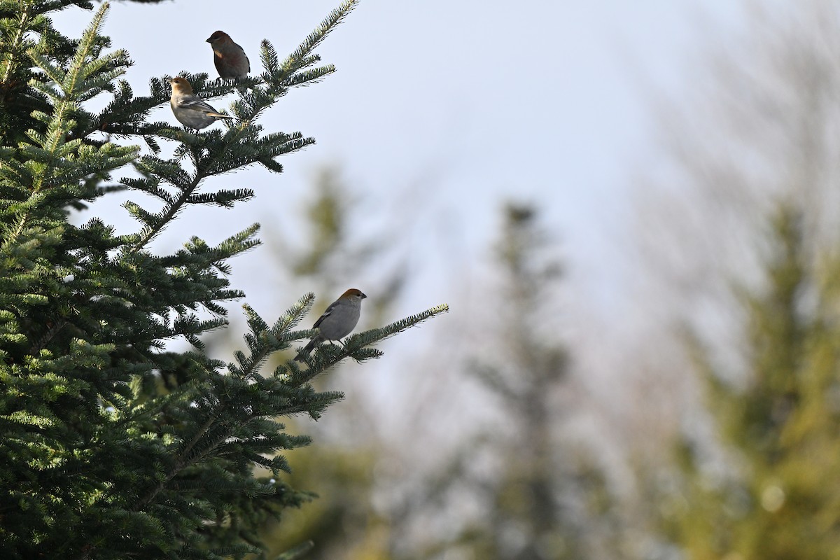 Hakengimpel - ML646554772