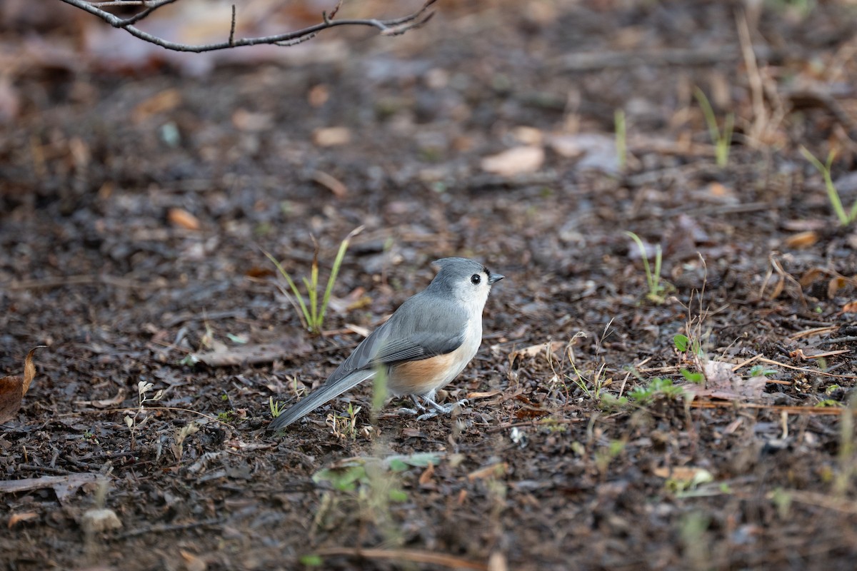 Tufted Titmouse - ML646554773