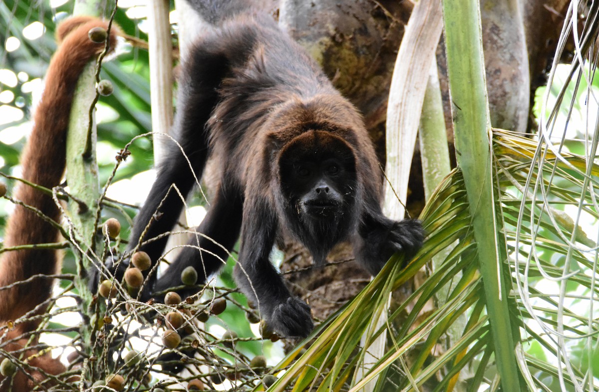 Brown Howler Monkey - ML646554774