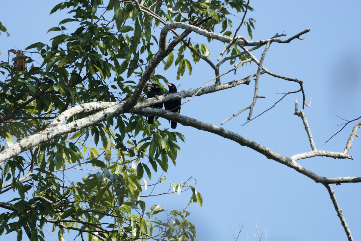 loskuták posvátný - ML646554775