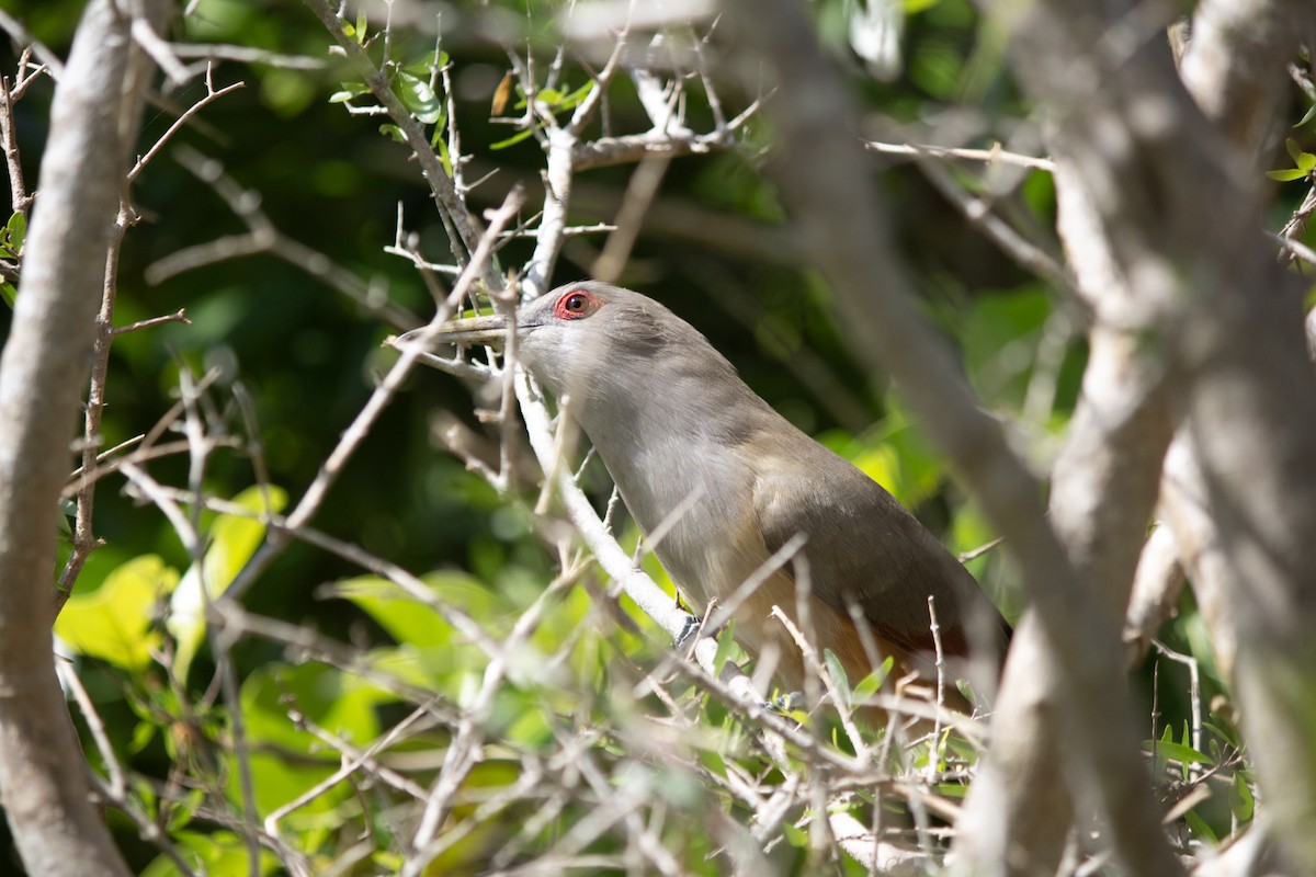 Great Lizard-Cuckoo - ML646554776