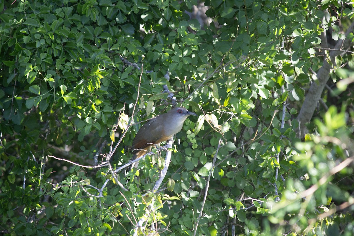 Great Lizard-Cuckoo - ML646554777
