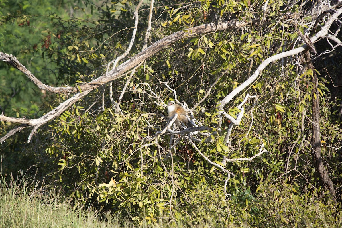 Great Lizard-Cuckoo - ML646554779