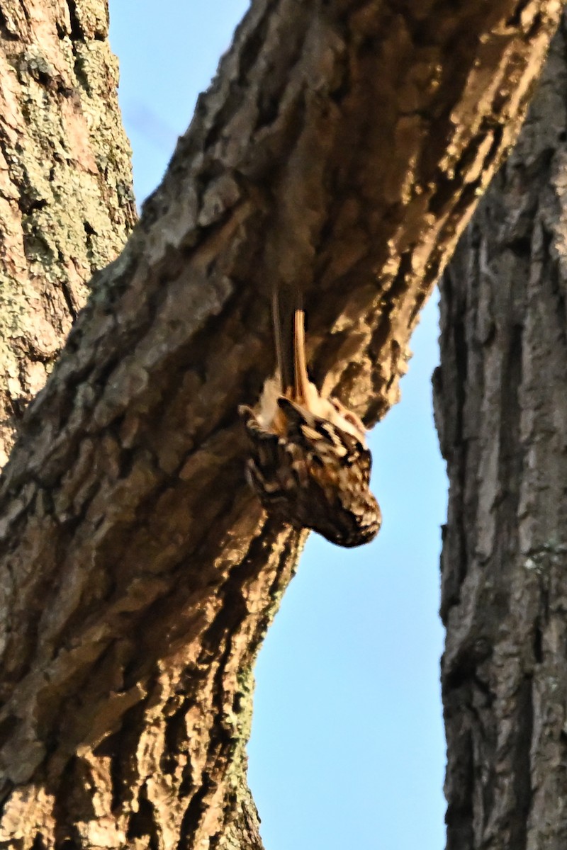 Brown Creeper - ML646554780