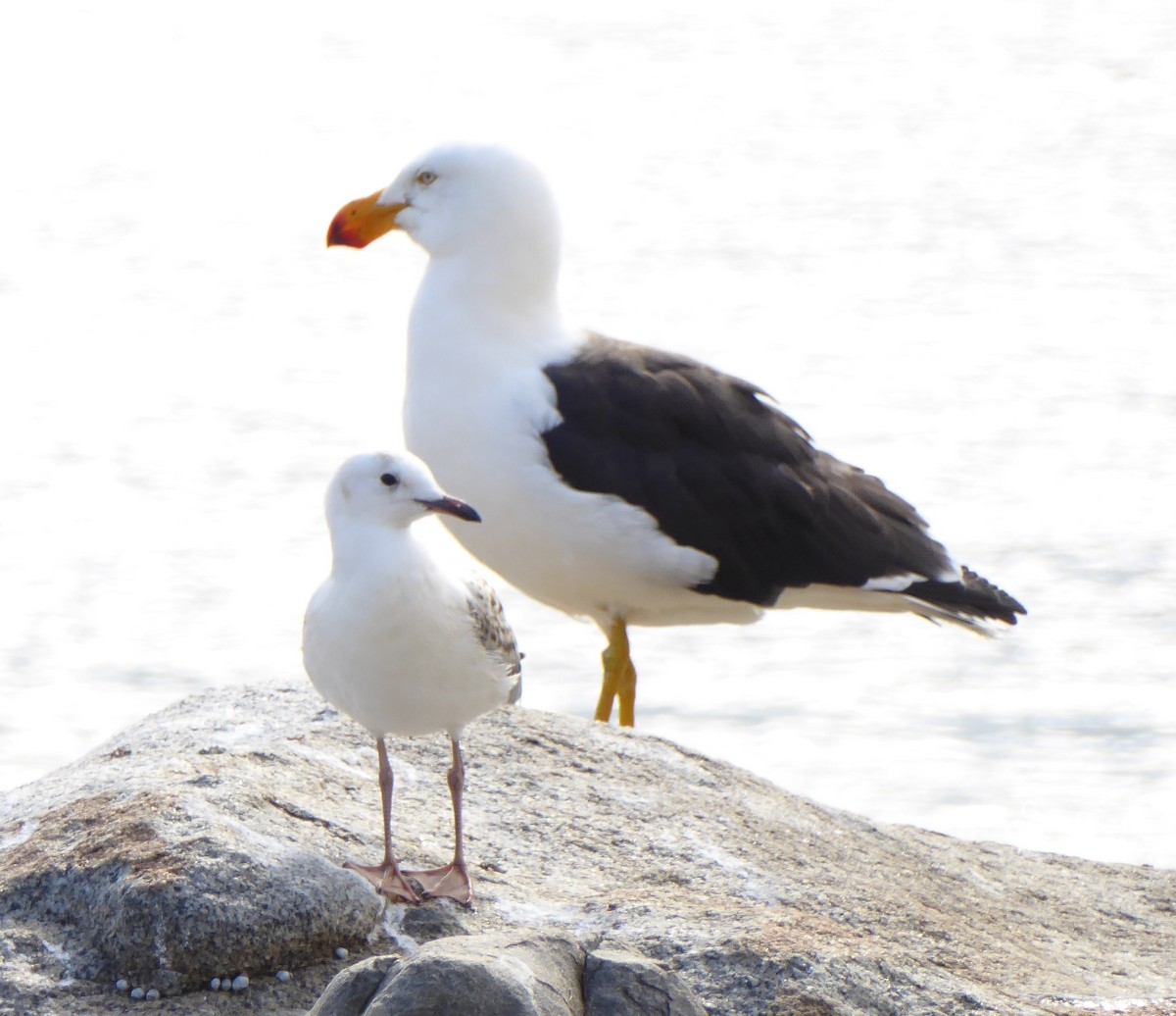 tykknebbmåke - ML646554781