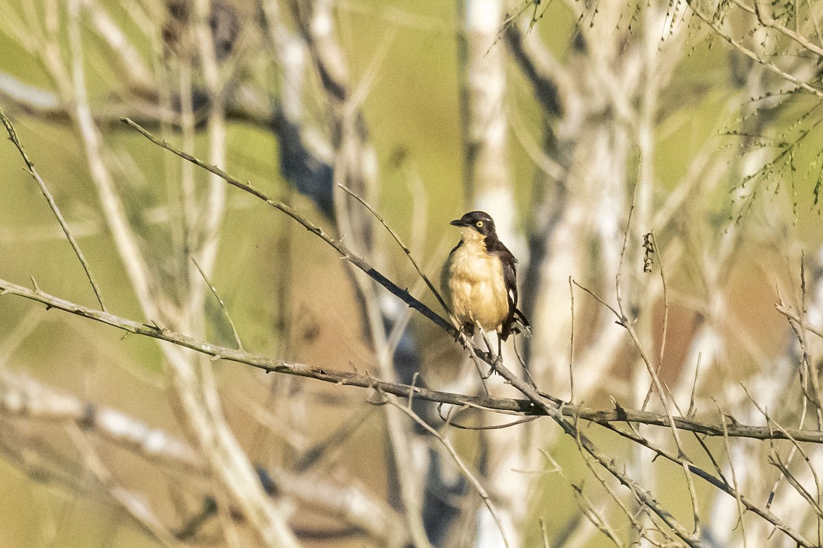 Мімик - ML646554784