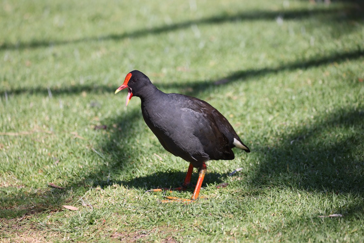 Dusky Moorhen - ML646554786