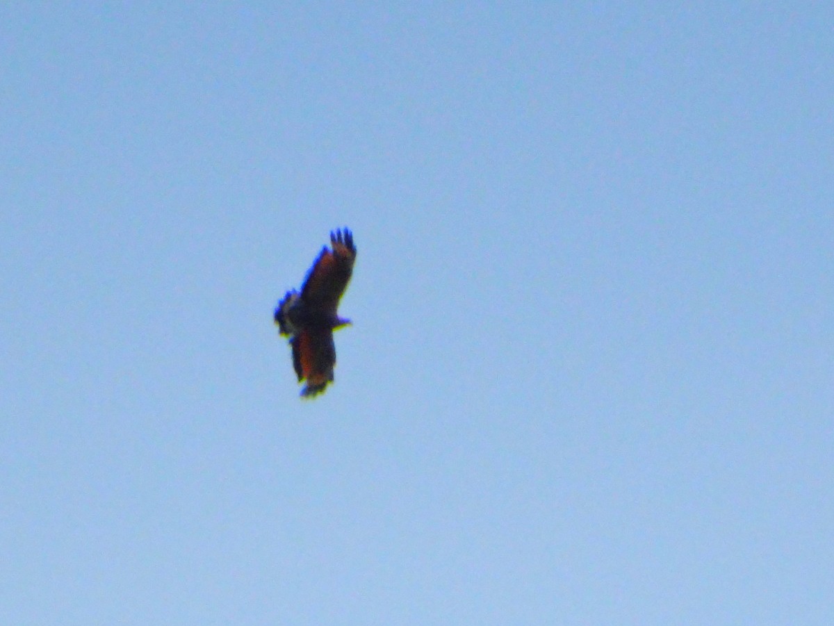 Buse roussâtre - ML646554788