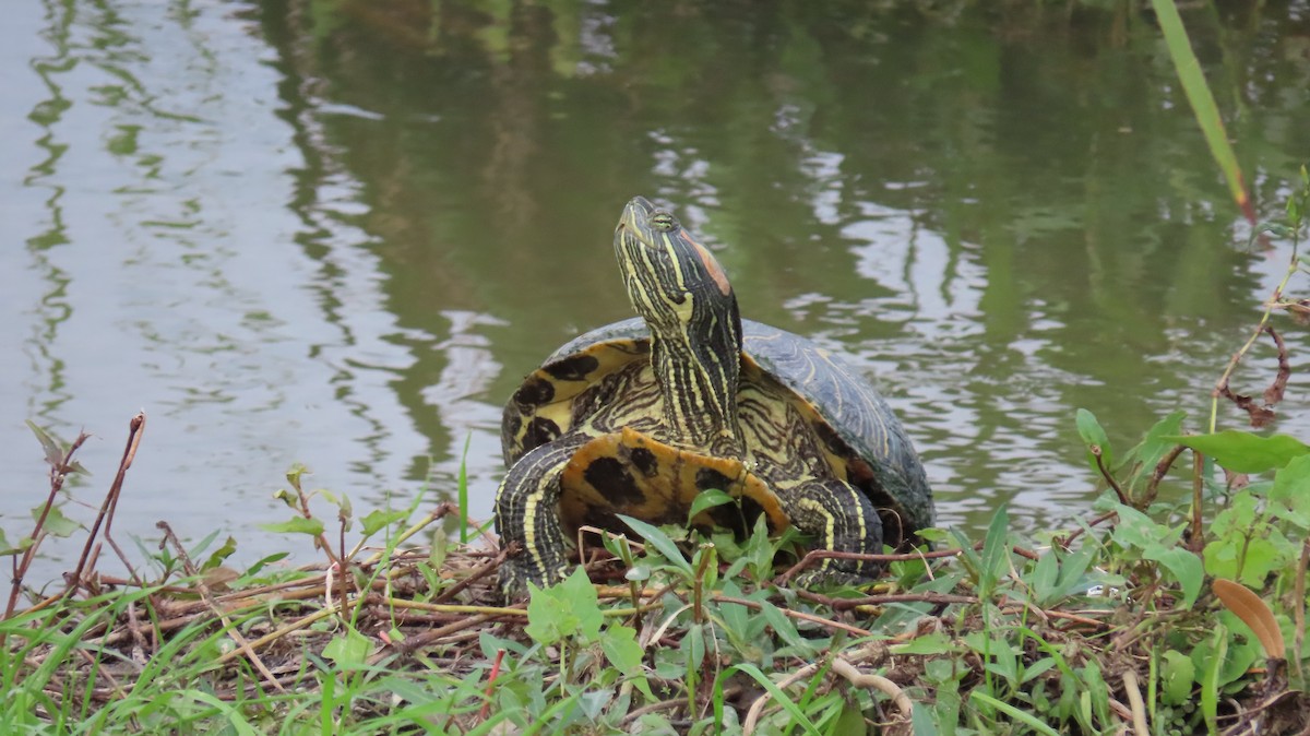 Animals - ML646554789