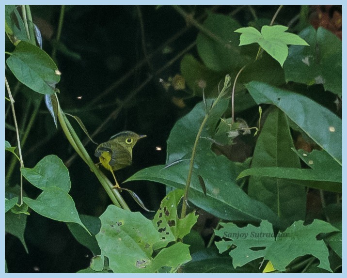 budníček himálajský - ML646554790