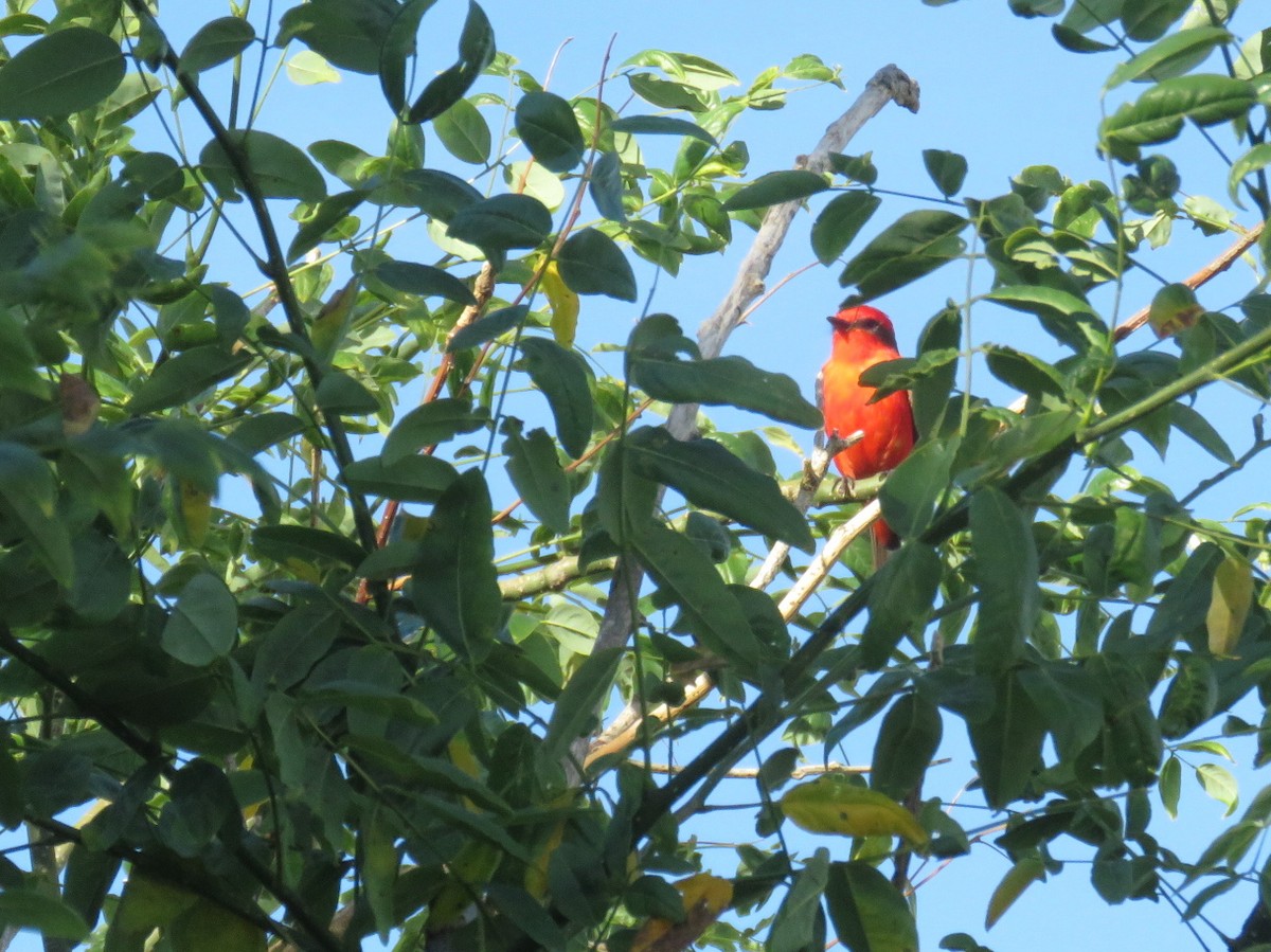 Красный мухолов - ML646554791