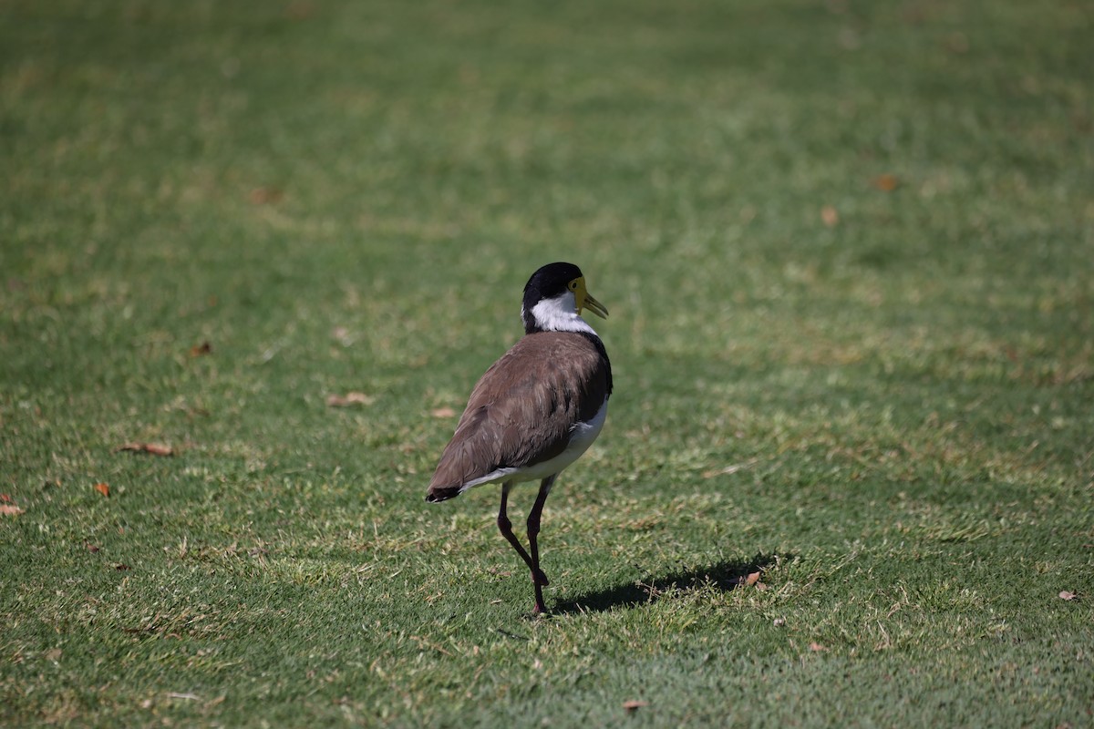 Hegabera maskaraduna - ML646554792