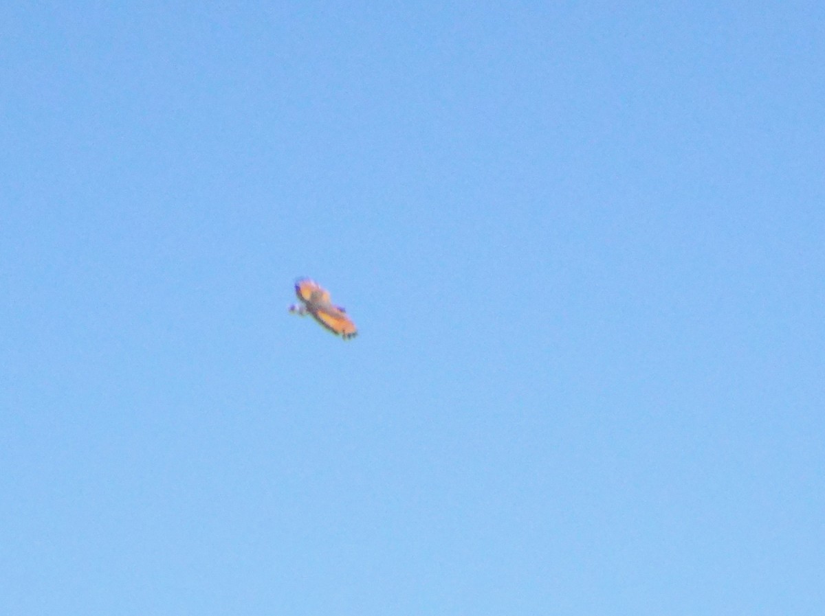 Buse roussâtre - ML646554793