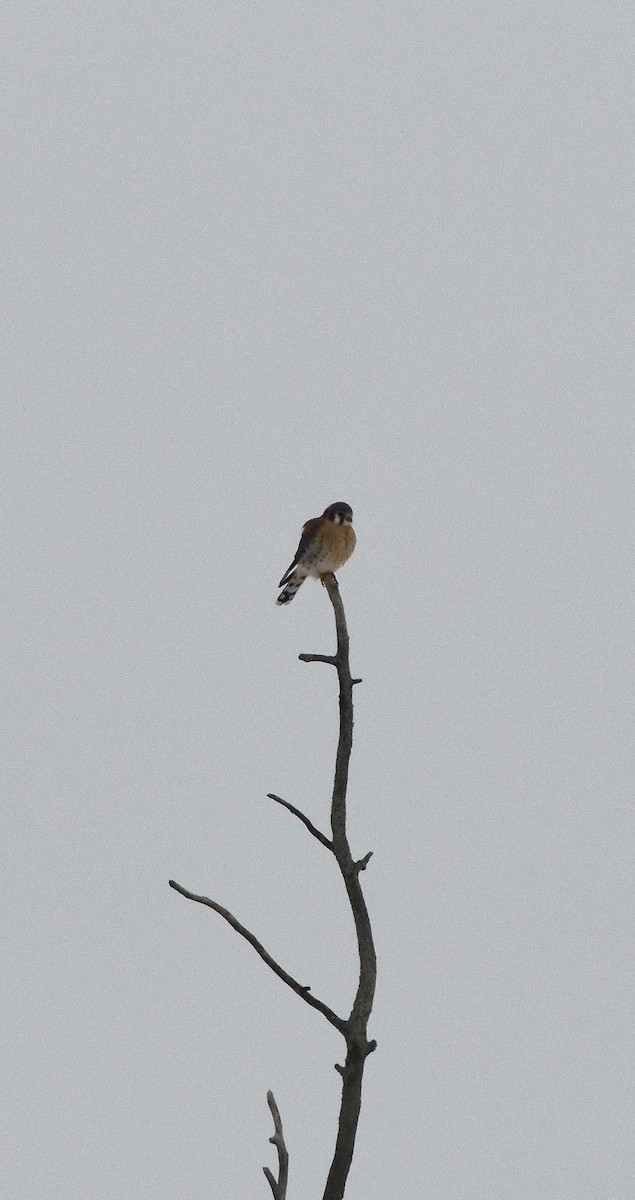 Crécerelle d'Amérique - ML646554794