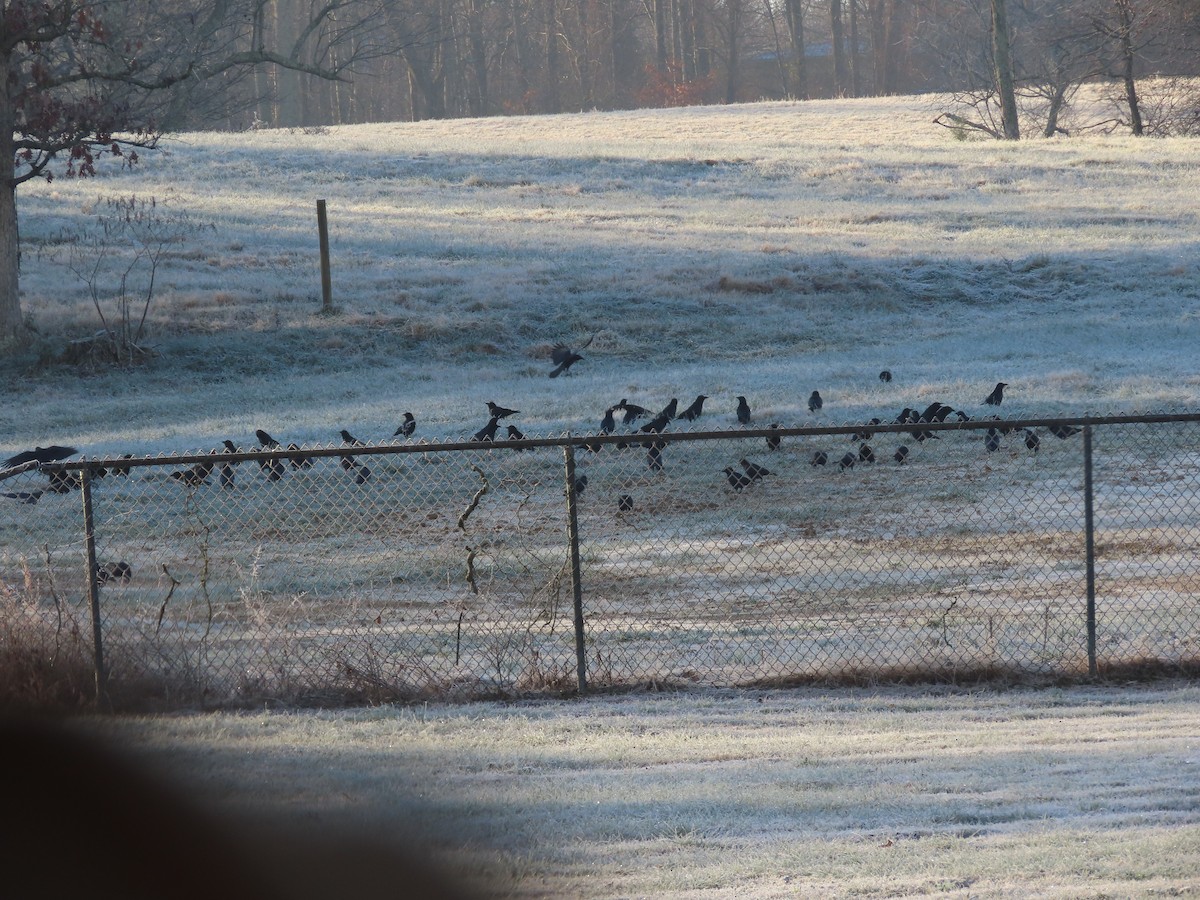American Crow - ML646554800