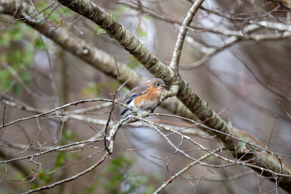 Eastern Bluebird - ML646554806