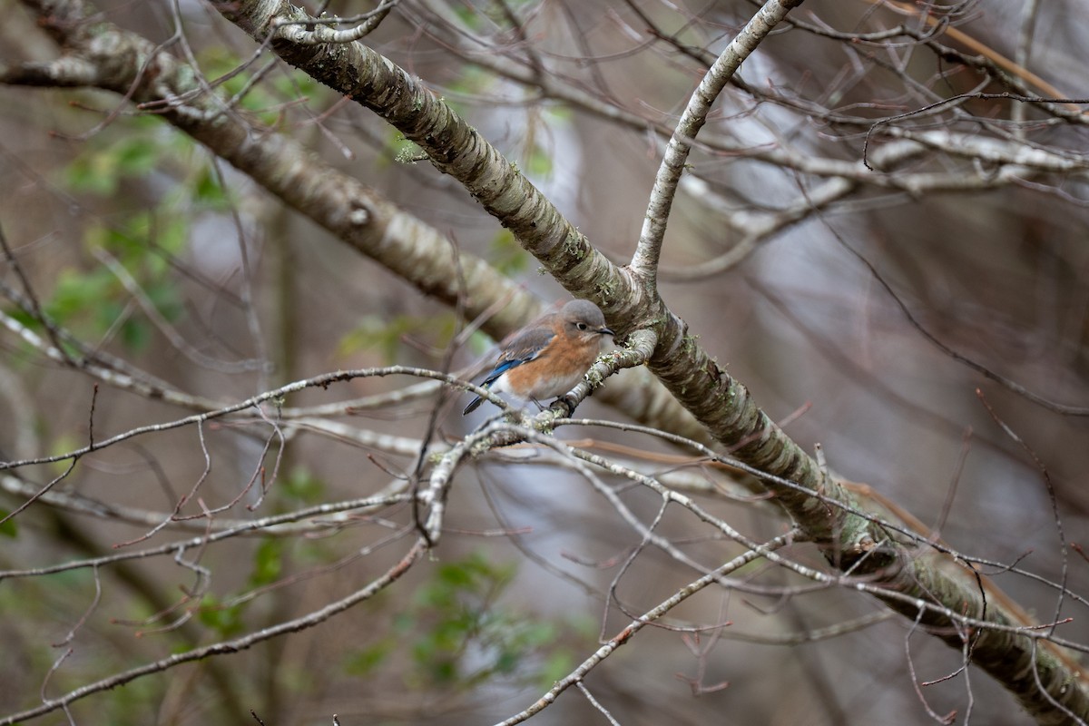 Eastern Bluebird - ML646554808