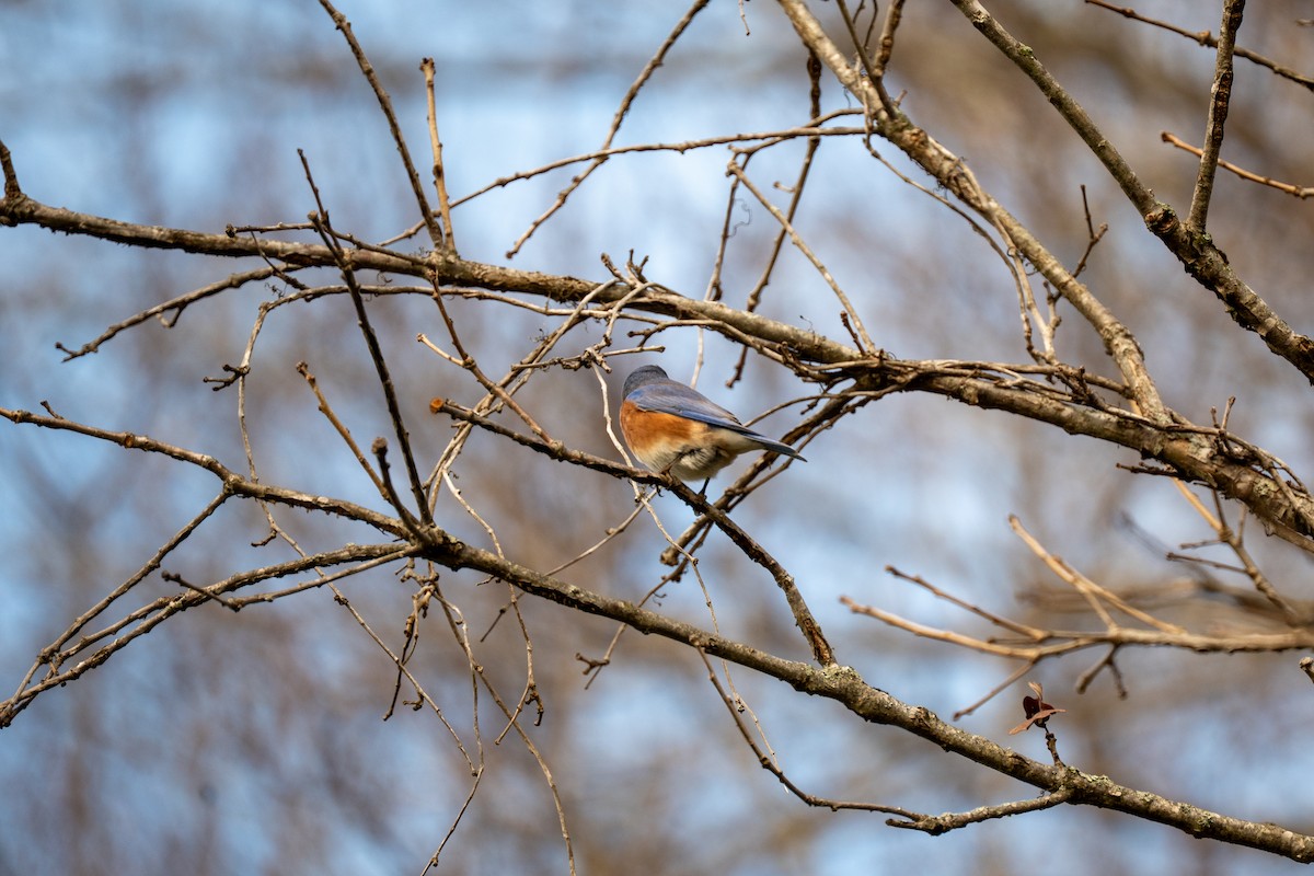 Eastern Bluebird - ML646554809