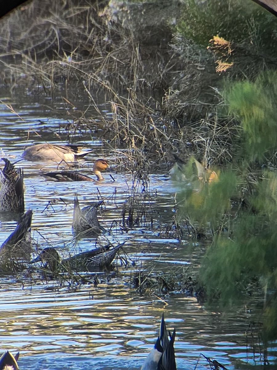 Fulvous Whistling-Duck - ML646554810