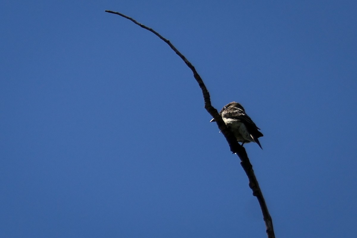 ナキヒタキモドキ - ML646554811