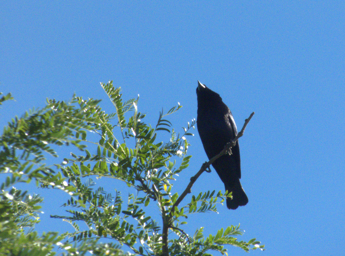 Screaming Cowbird - ML646554812