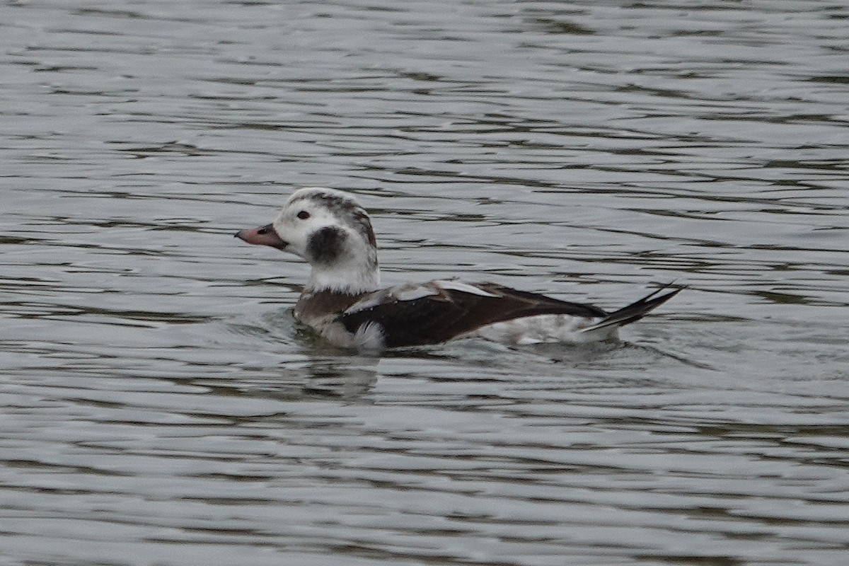 Moretta codona - ML646554818