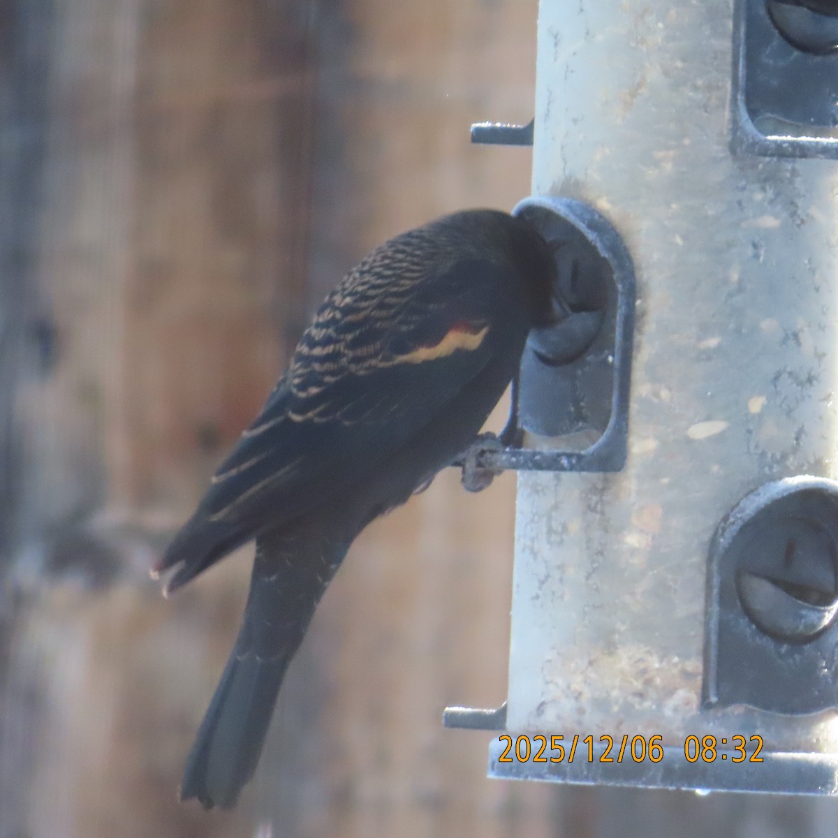 Red-winged Blackbird - ML646554821