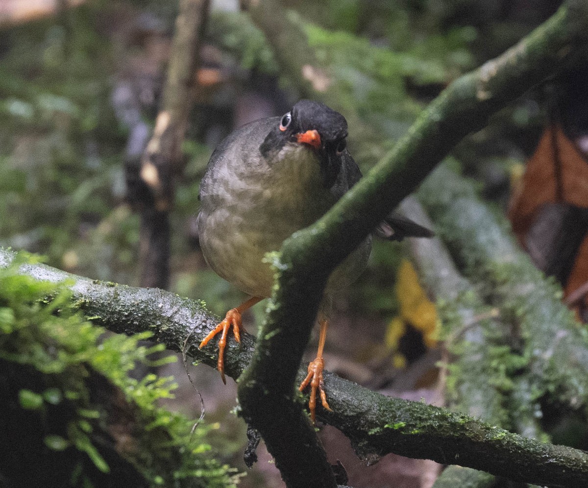 Slaty-backed Nightingale-Thrush - ML646554822