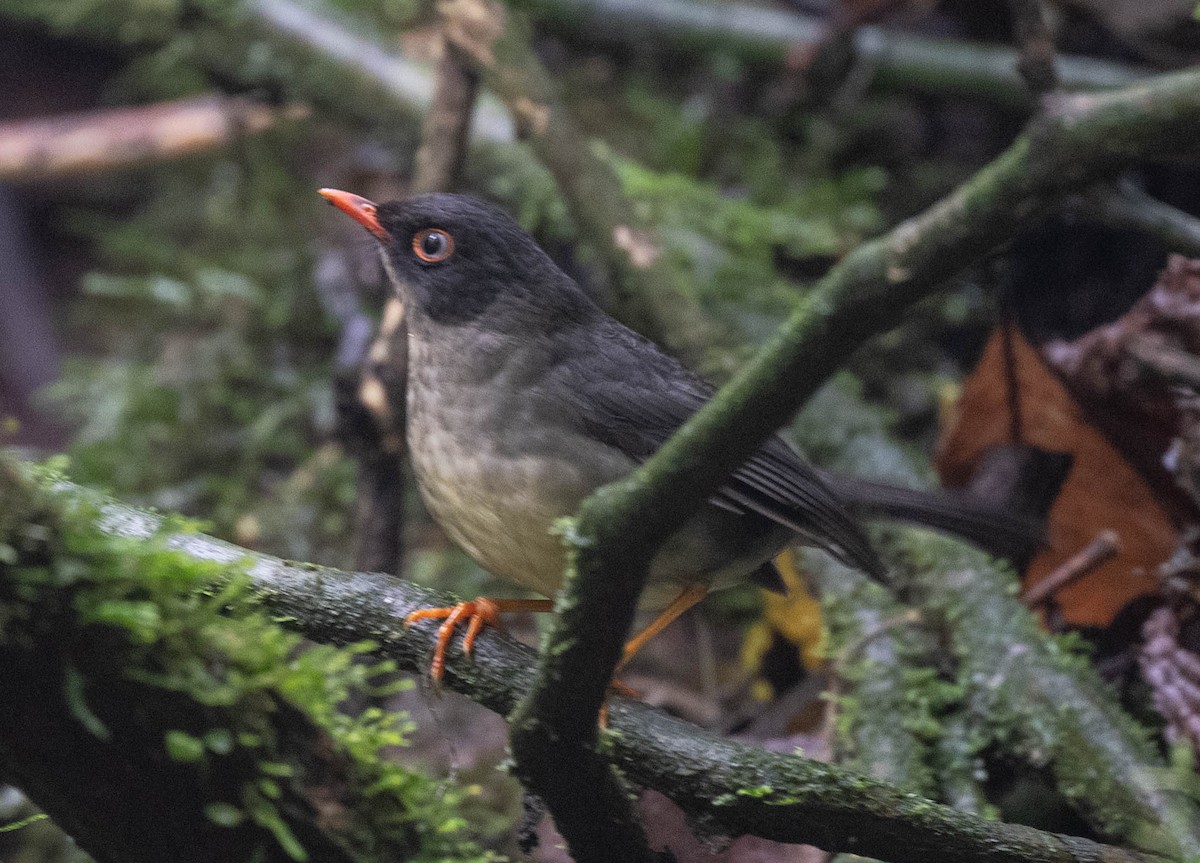 Slaty-backed Nightingale-Thrush - ML646554823