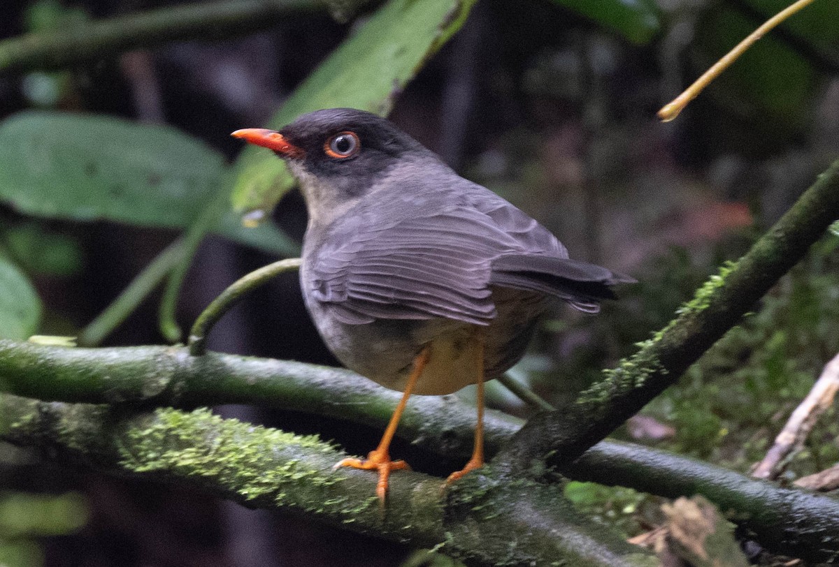 Slaty-backed Nightingale-Thrush - ML646554824